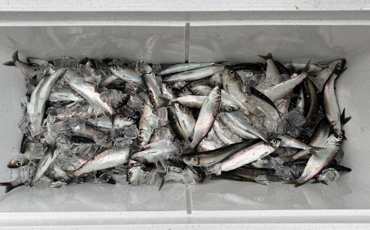 Catch photo by Cory Fiala at Yaquina Bay