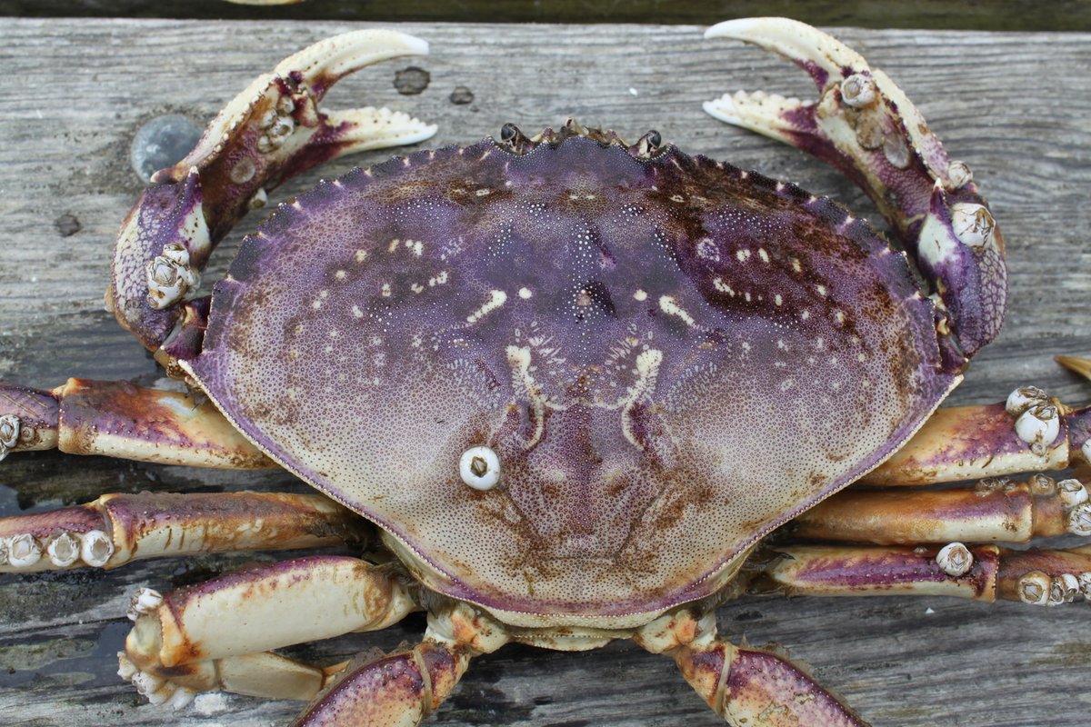 Dungeness Crab