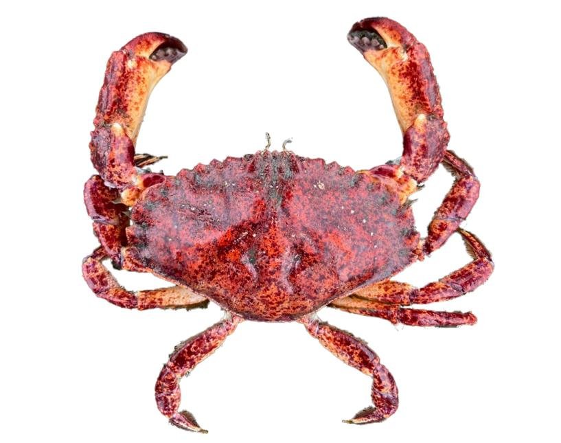 Red Rock Crab
