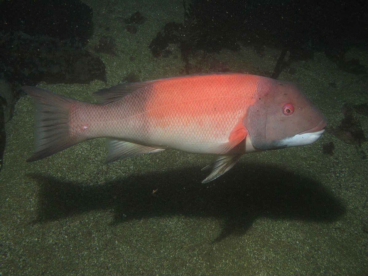 California Sheephead