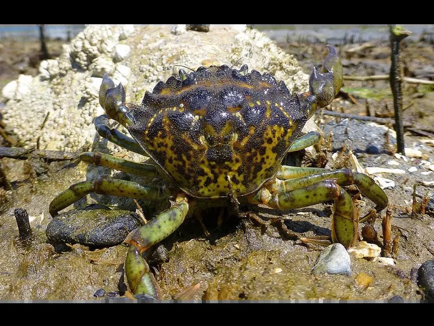 European Green Crab