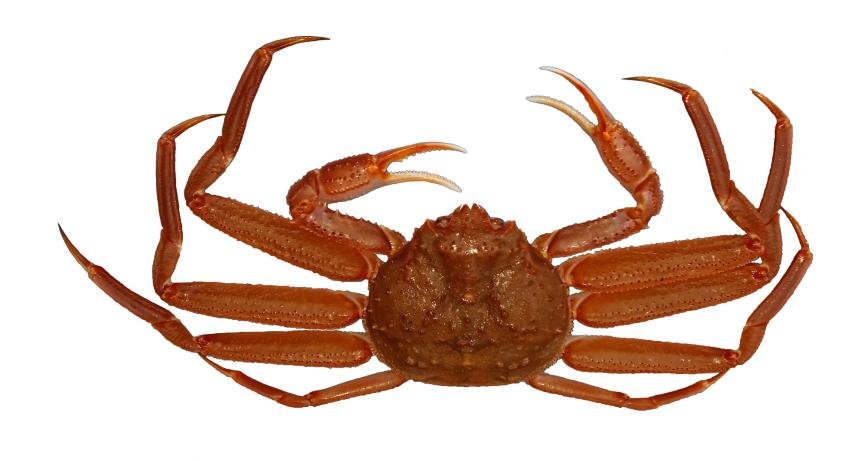 Tanner Crab