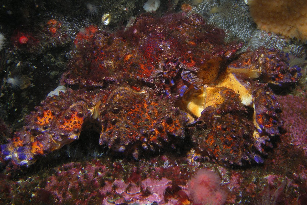 Puget Sound King Crab