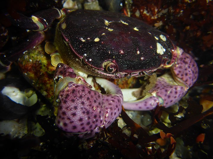 Purple Shore Crab