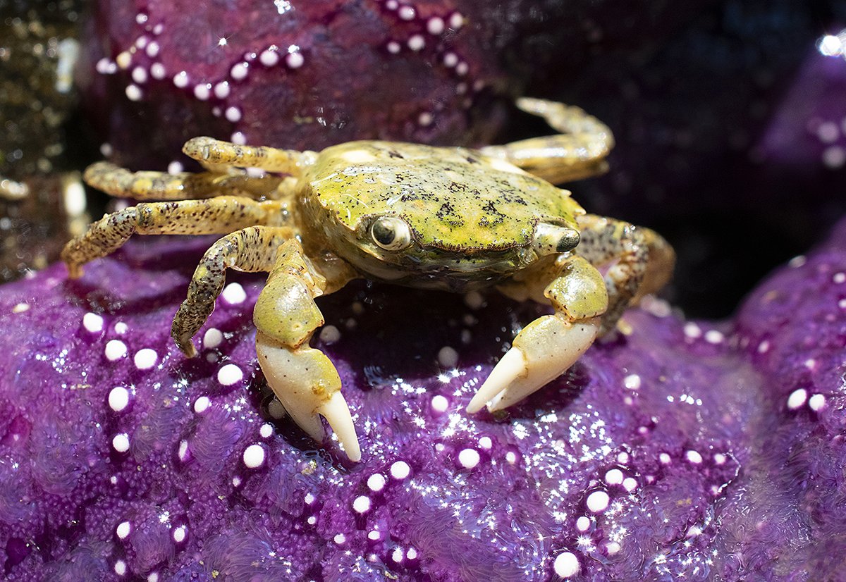 Yellow Shore Crab