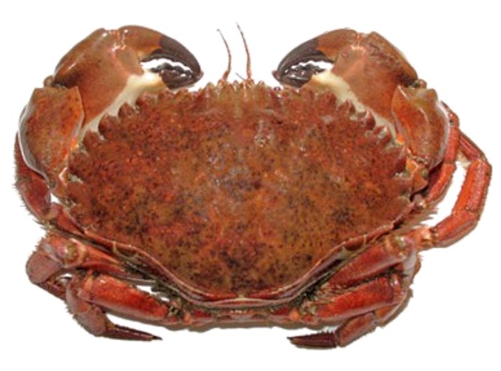Brown Rock Crab