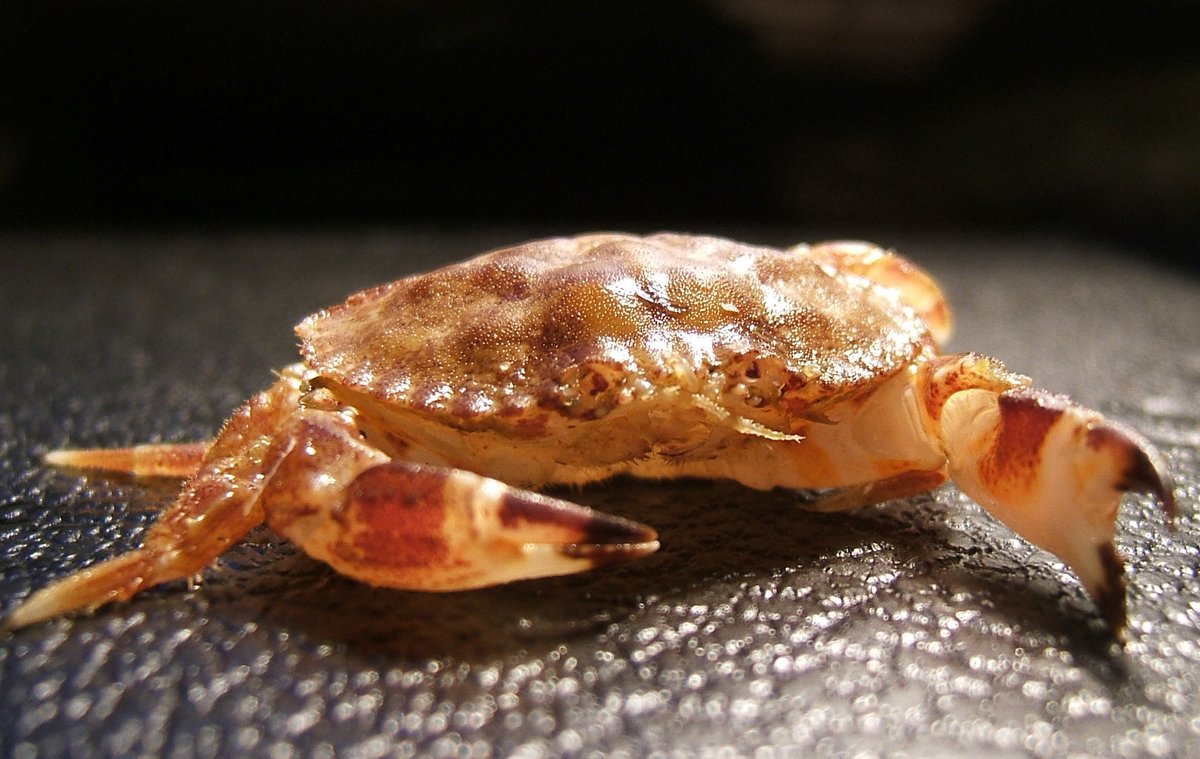 Yellow Rock Crab