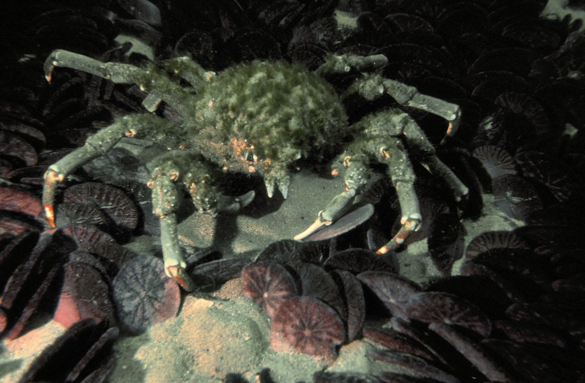 Sheep Crab