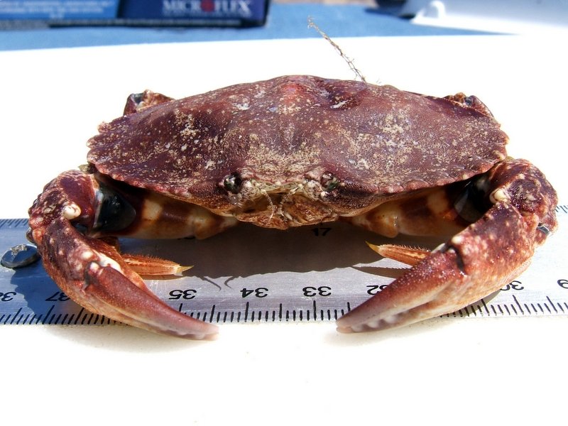 Slender Crab
