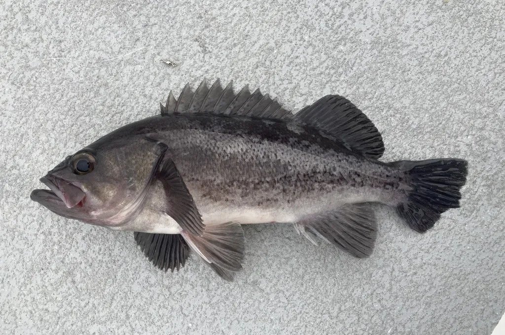 Black Rockfish