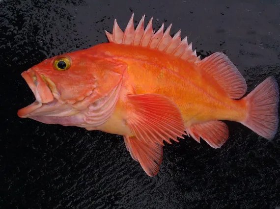Yelloweye Rockfish