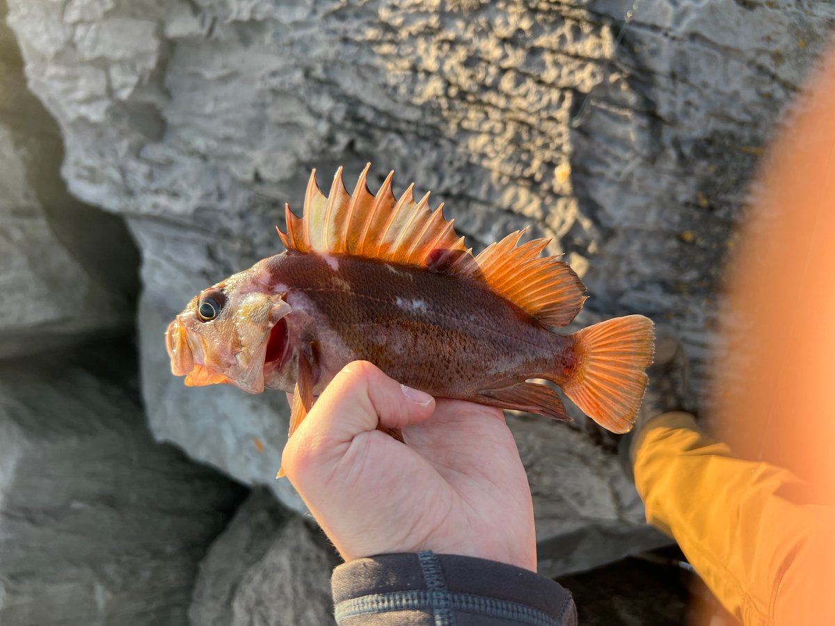 Copper Rockfish
