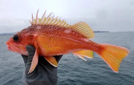 Greenspotted Rockfish
