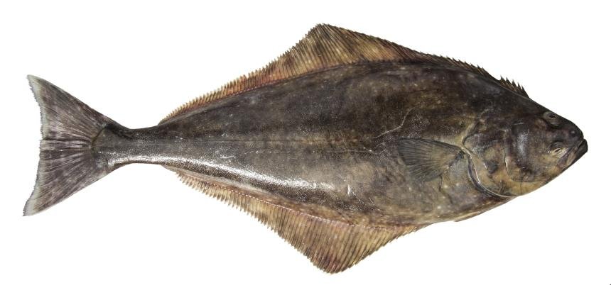 Pacific Halibut