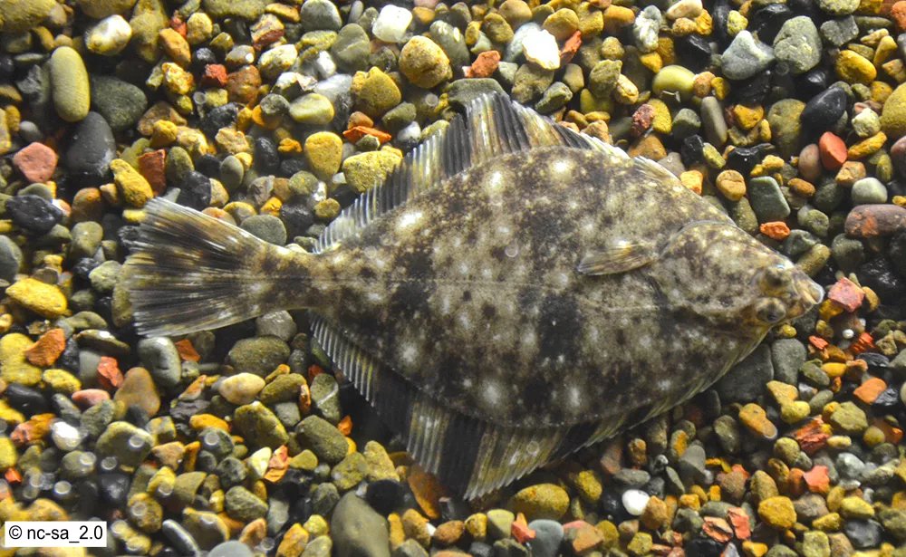 Starry Flounder