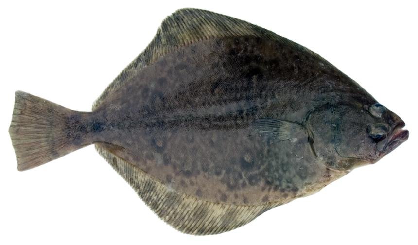Petrale Sole