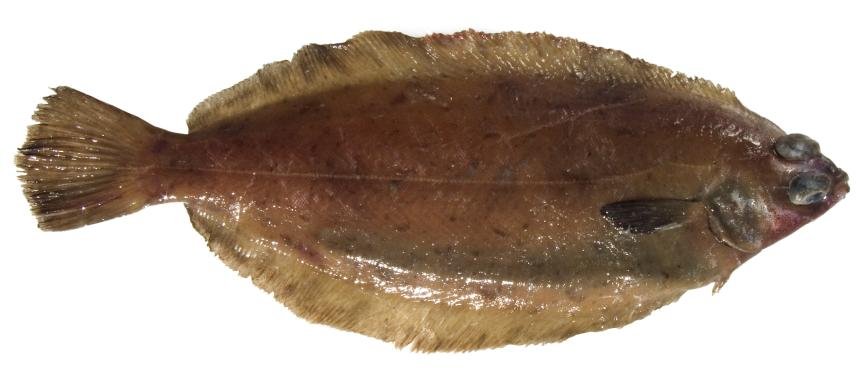 Dover Sole