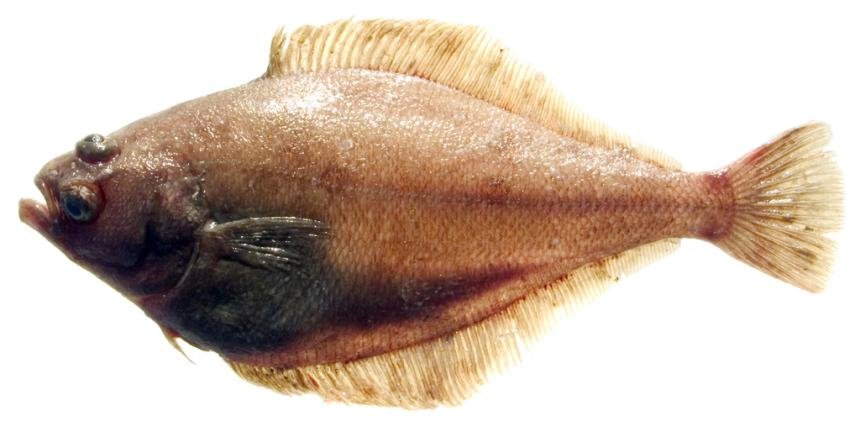 Pacific Sanddab