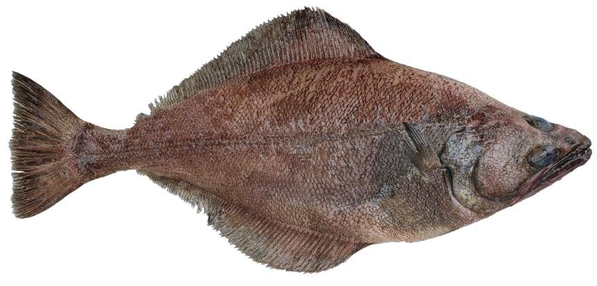 Arrowtooth Flounder