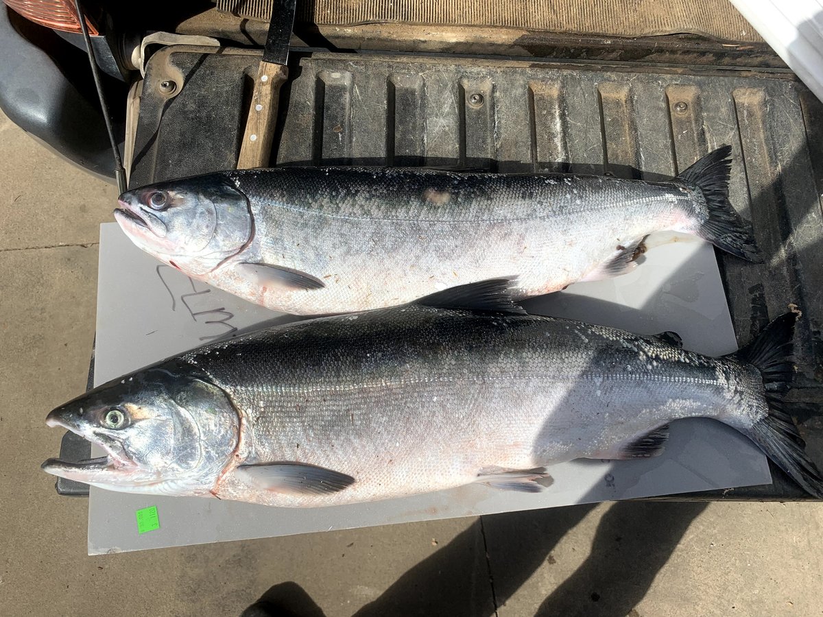 Coho Salmon
