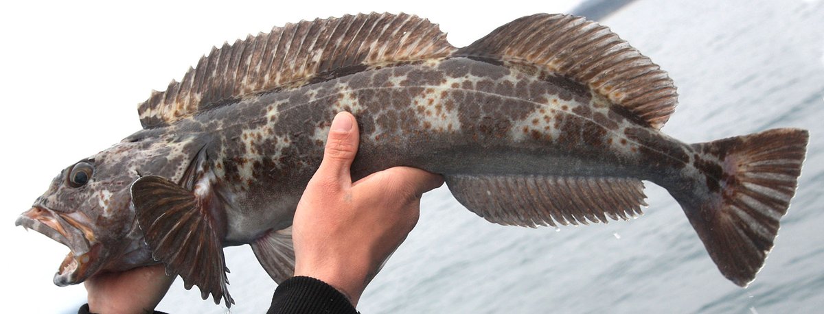 Lingcod