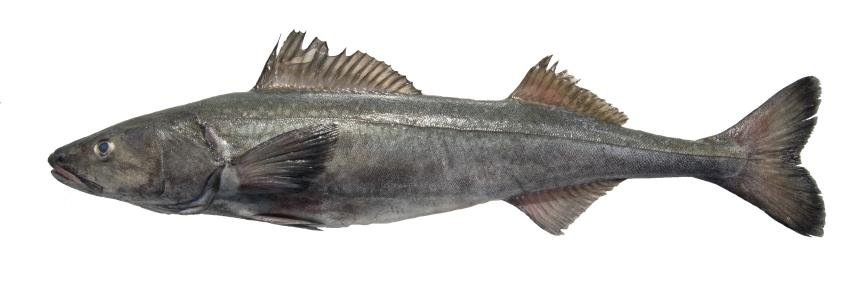 Sablefish