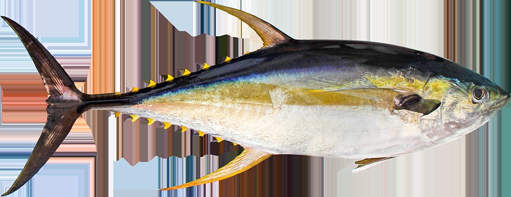 Yellowfin Tuna