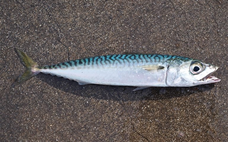 Pacific Mackerel