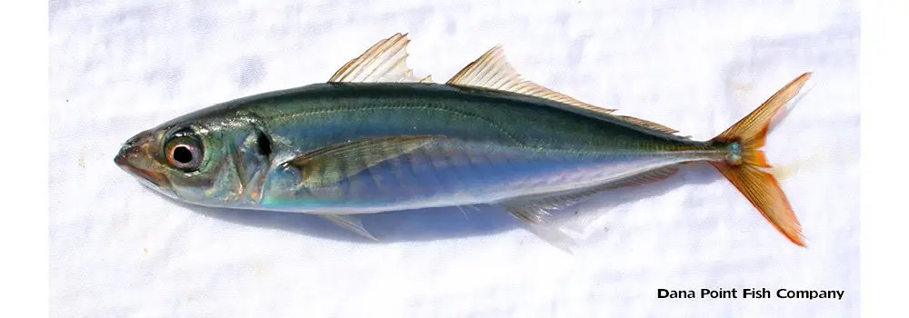 Jack Mackerel