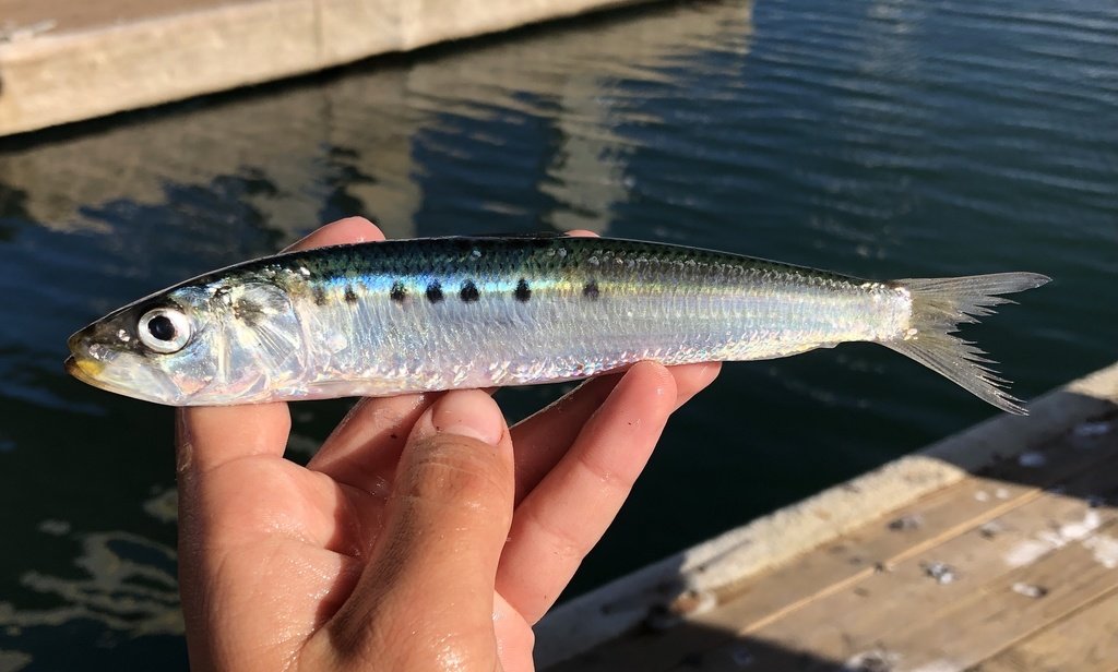 Pacific Sardine