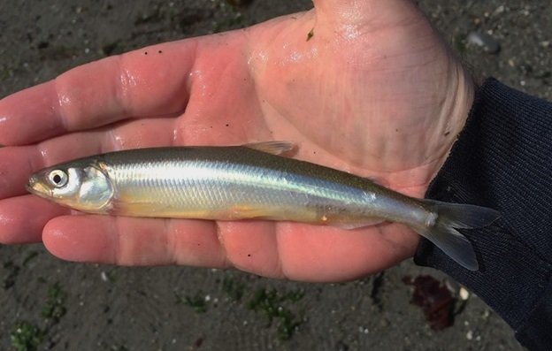 Surf Smelt